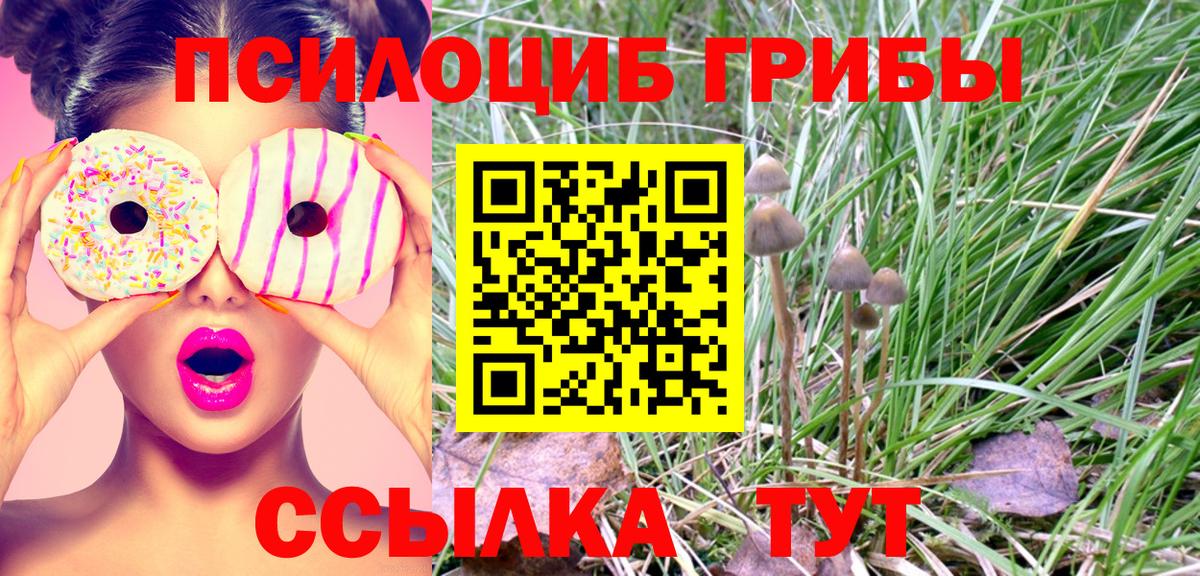 Галлюциногенные грибы Psilocybe Новотроицк